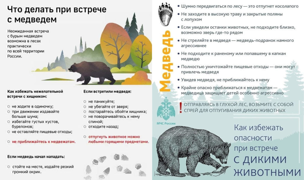 В Трехгорный пришли медведи!