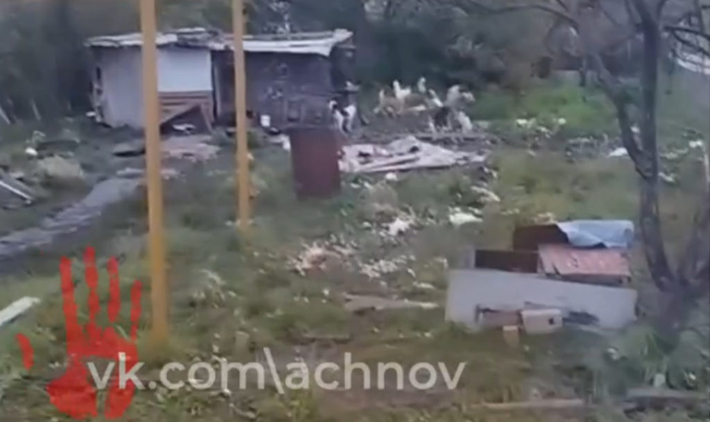В Плановом посёлке Ленинского района бродячие собаки убили всех кур у местных жителей