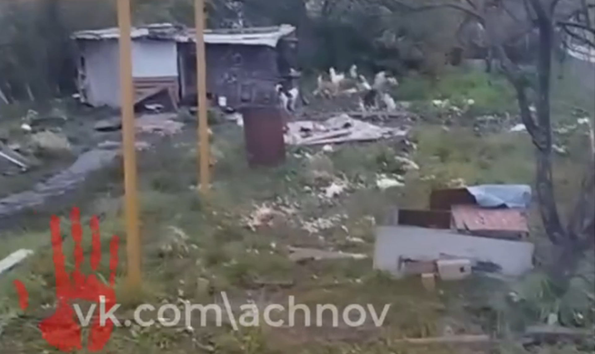 В Плановом посёлке Ленинского района бродячие собаки убили всех кур у местных жителей