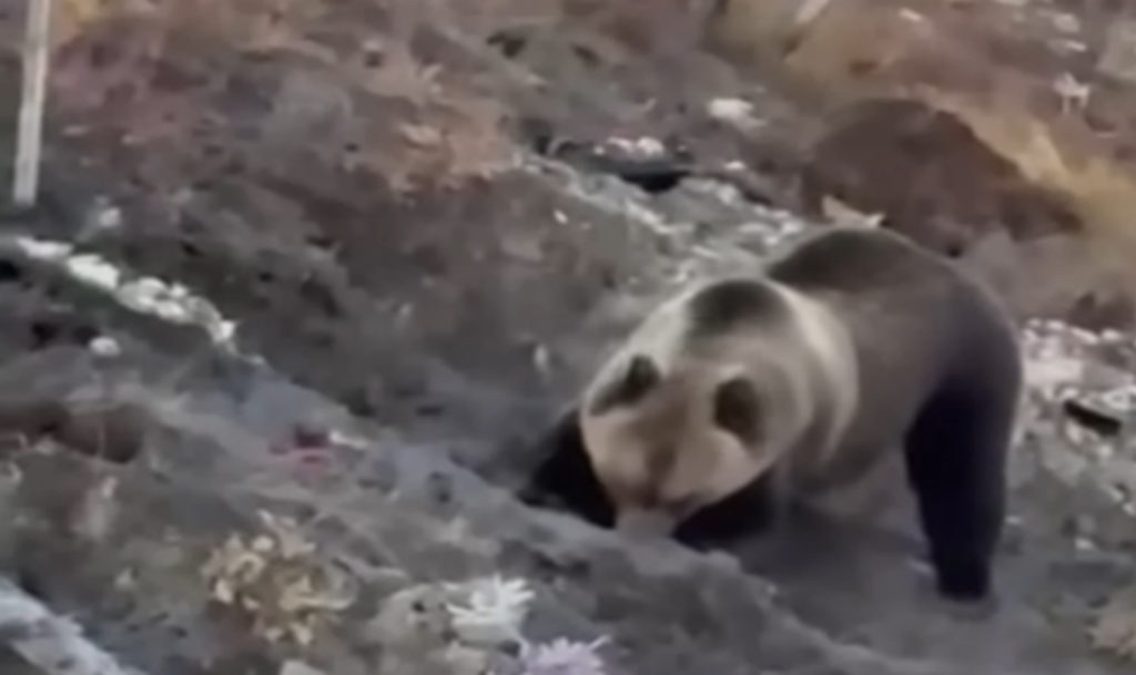 Общественники заявили, что срочно обратились в минэко с требованием отловить медведя, который мог разрыть могилу на кладбище в Златоусте