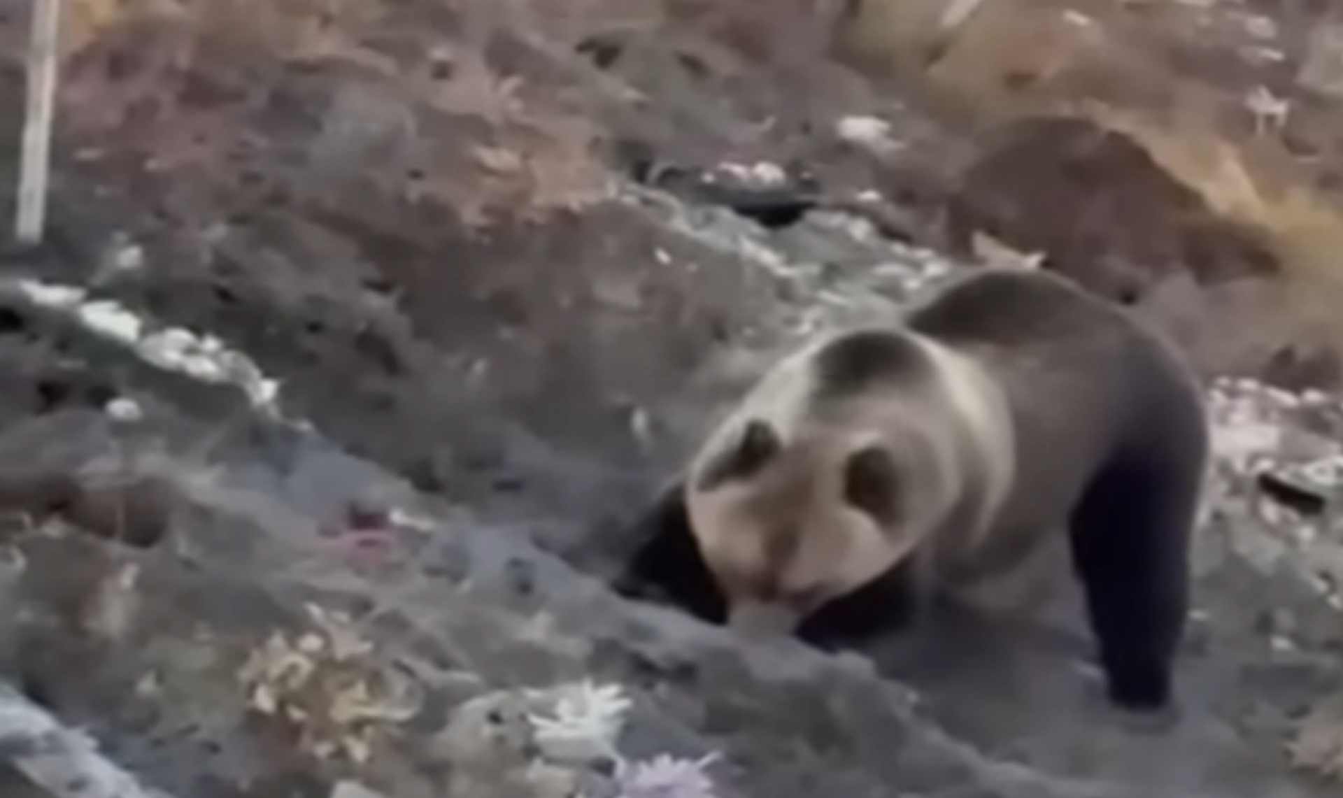 Общественники заявили, что срочно обратились в минэко с требованием отловить медведя, который мог разрыть могилу на кладбище в Златоусте