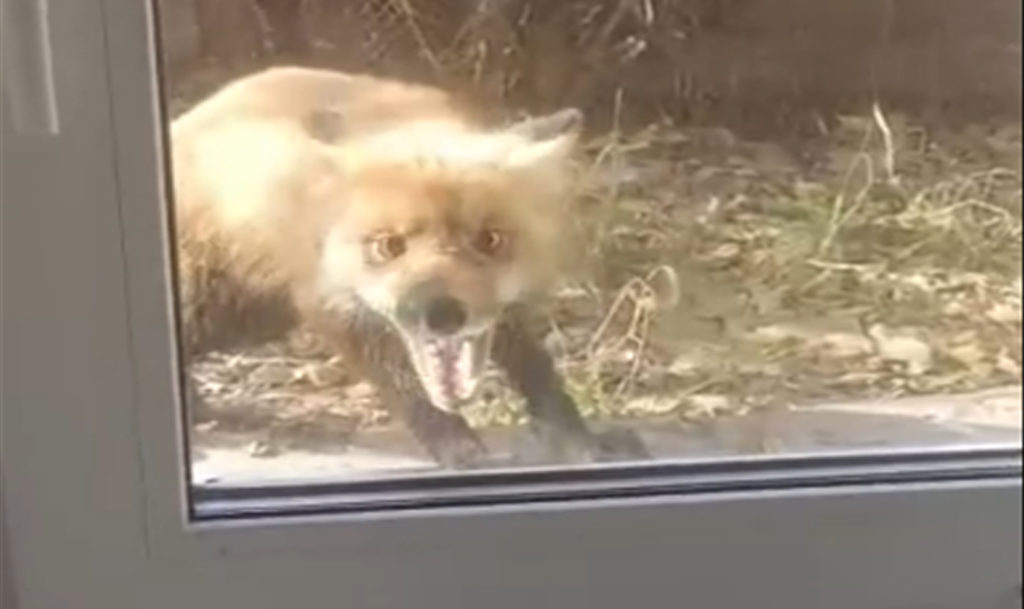 Жители Троицка рассказали о бешеной лисе, которая бегает по городу