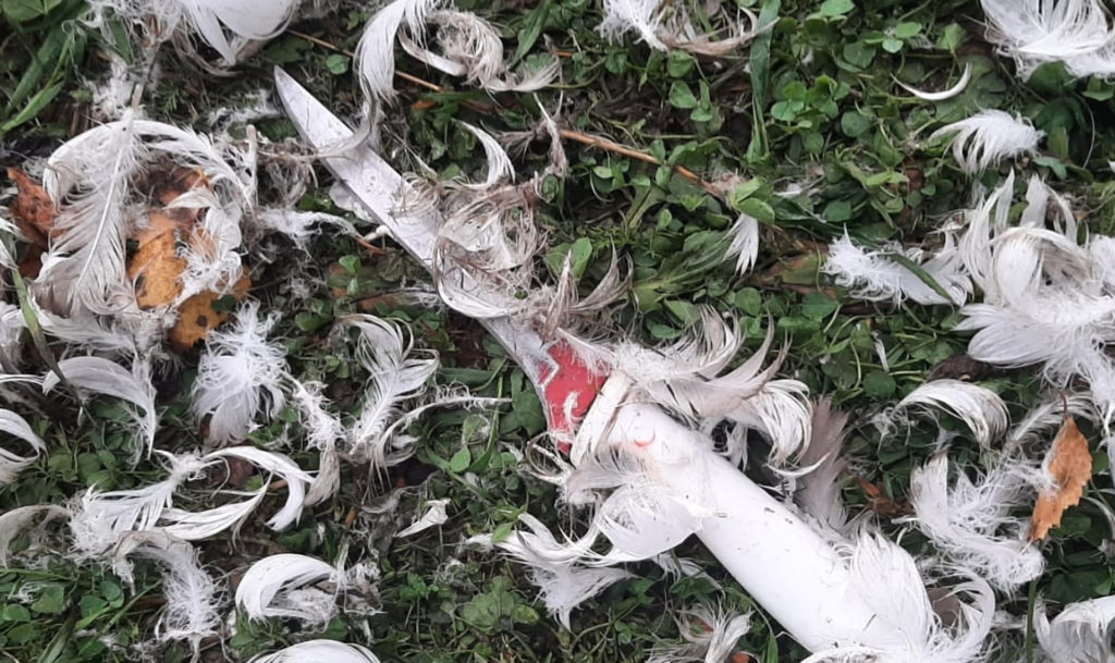 Двух пьяных убийц лебедей поймали около деревни Ситцево