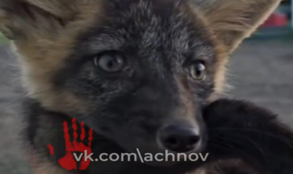 Охота на Кассиопею!