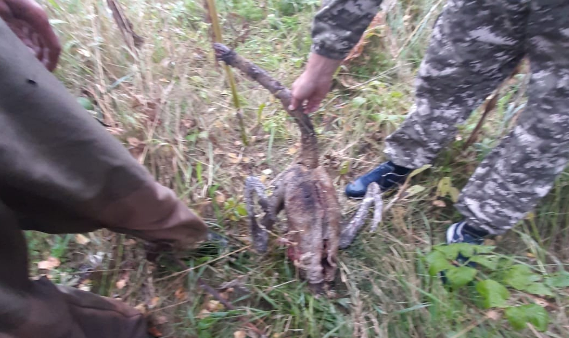 Двух пьяных убийц лебедей поймали около деревни Ситцево