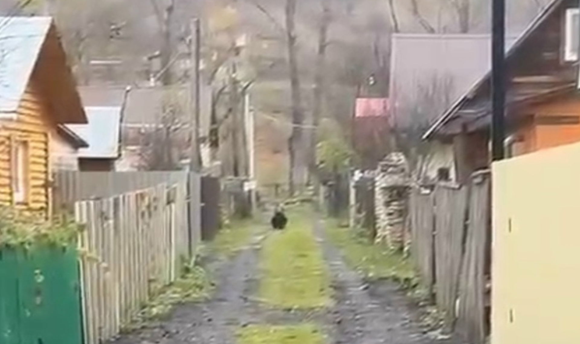 Уже видели бегающих по Аше медведей? Если нет, то читайте ниже, где были замечены косолапые