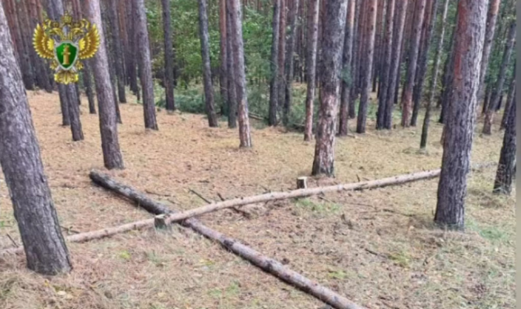 Житель Копейска будет судим за незаконную рубку деревьев