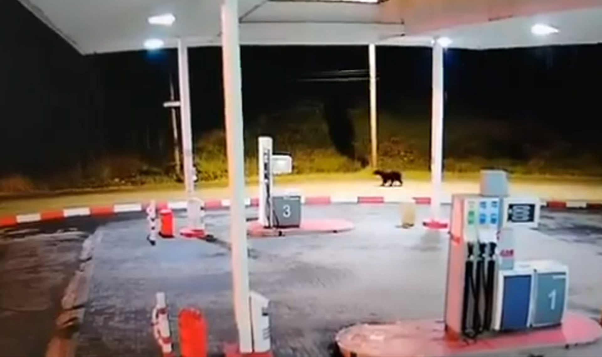 Уже видели бегающих по Аше медведей? Если нет, то читайте ниже, где были замечены косолапые