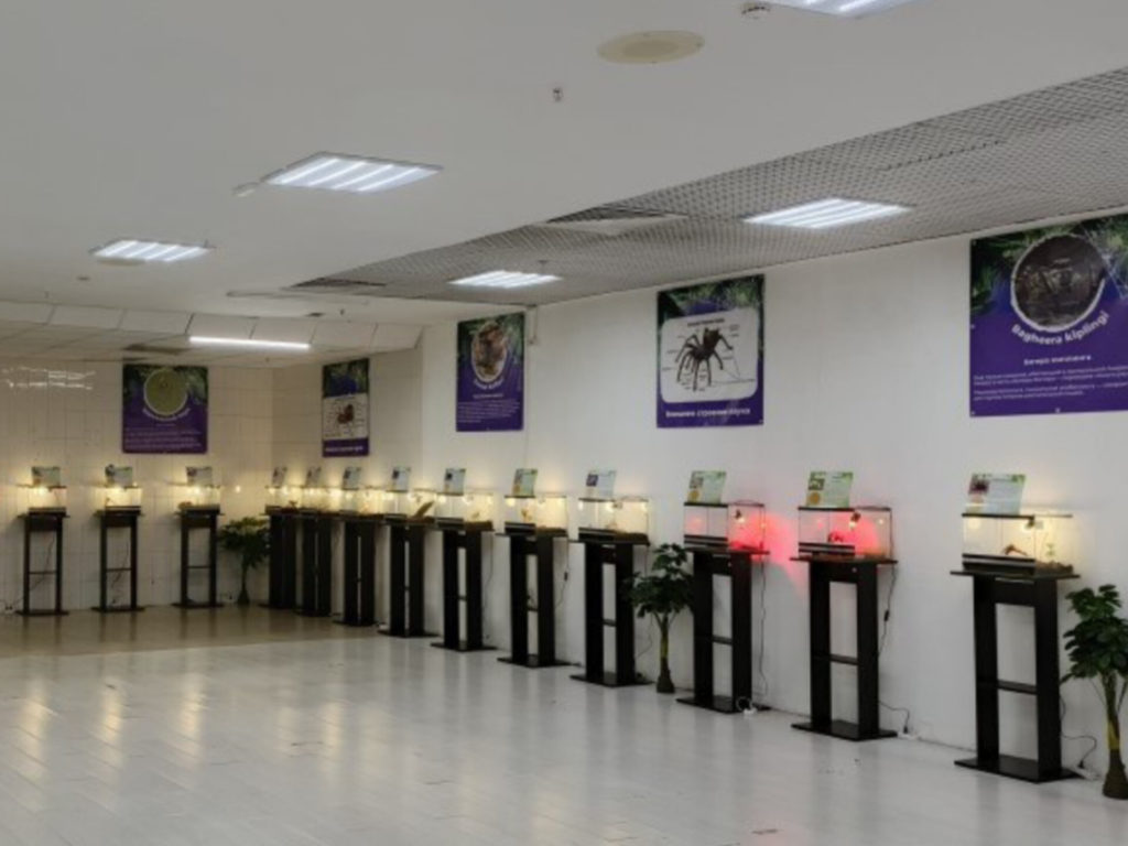 В Челябинске у владельца передвижной выставки пауков и рептилий, нашли серьезные нарушения