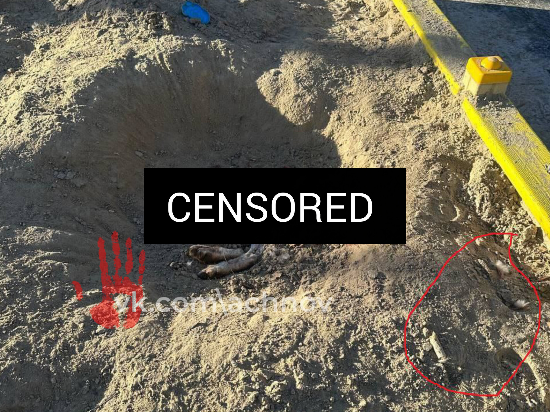 Обезглавленную собаку нашли в детской песочнице!