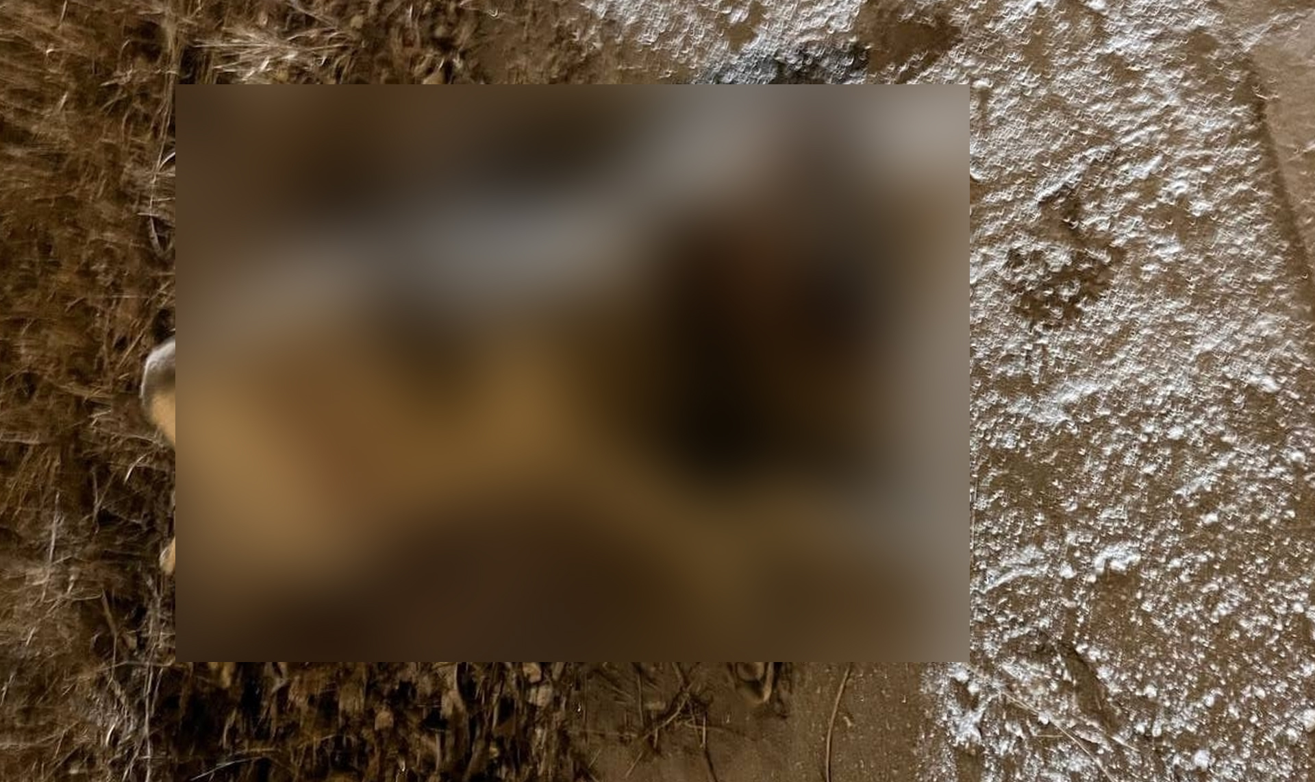 Изо рта шла кровь и пена! Трупы двух собак нашли в районе челябинского Мясокомбината