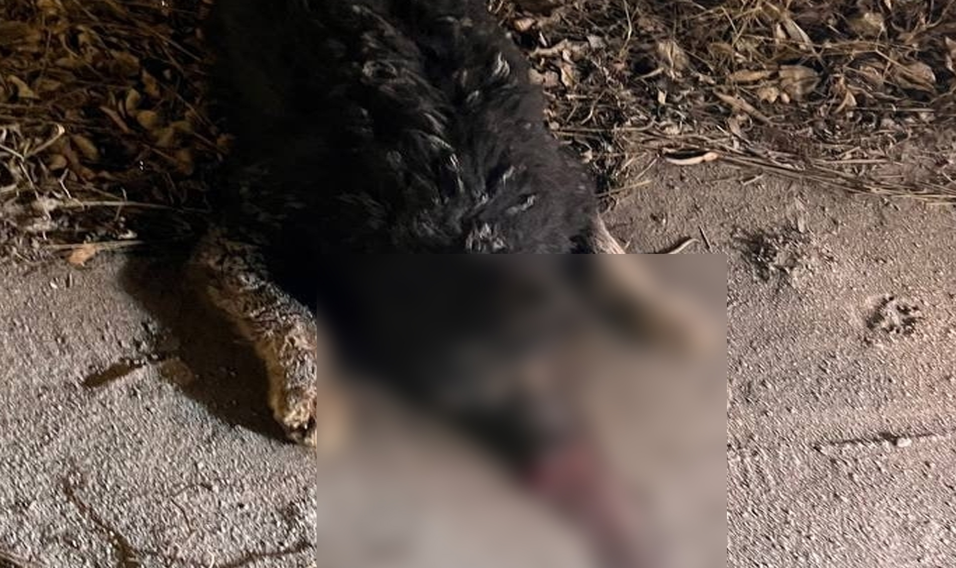 Изо рта шла кровь и пена! Трупы двух собак нашли в районе челябинского Мясокомбината