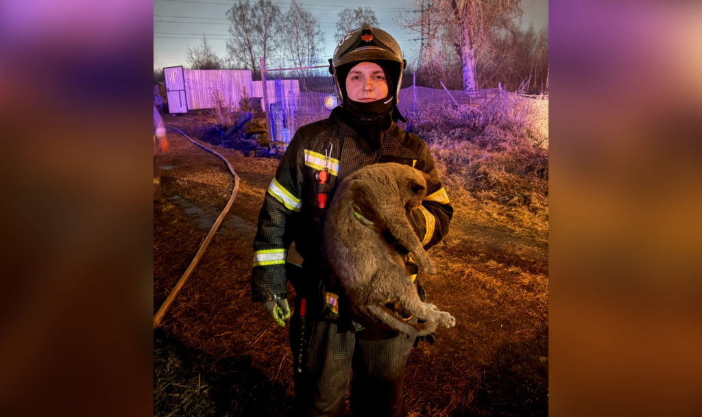 Кота вернули с того света в поселке Исаково