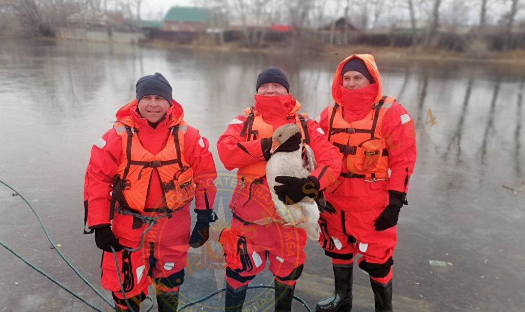 Лебедь на свободе, гусь в безопасности: спасательная операция на водоёме