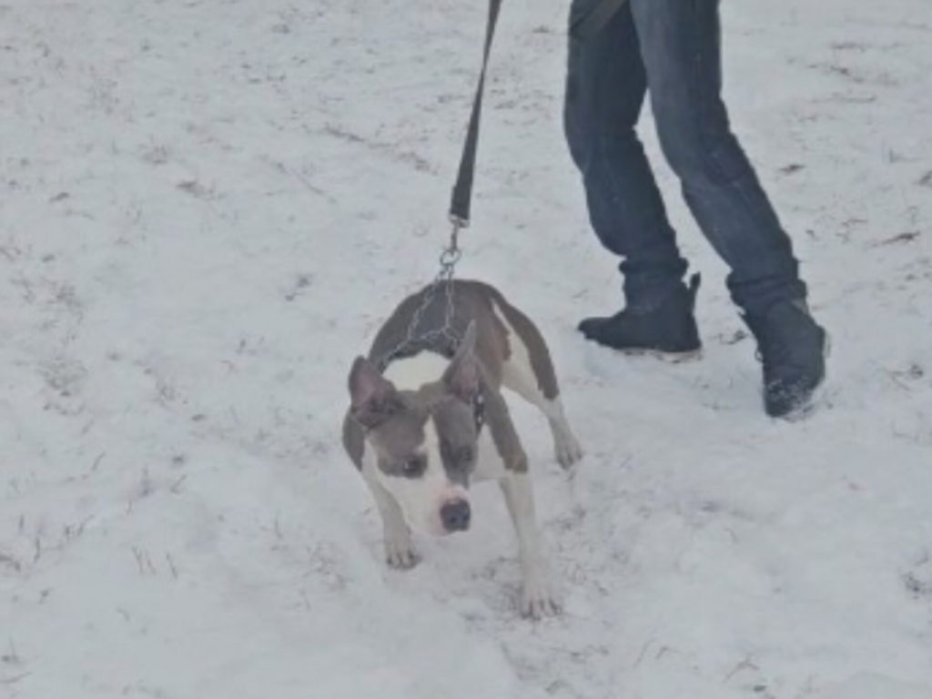 "Это собака с мертвой хваткой!" Ребенка покусал бойцовский пёс