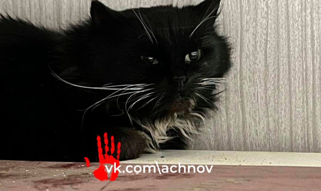 Миасцы провели собственное расследование и вычислили мужчину, который предположительно выбросил кота на мороз