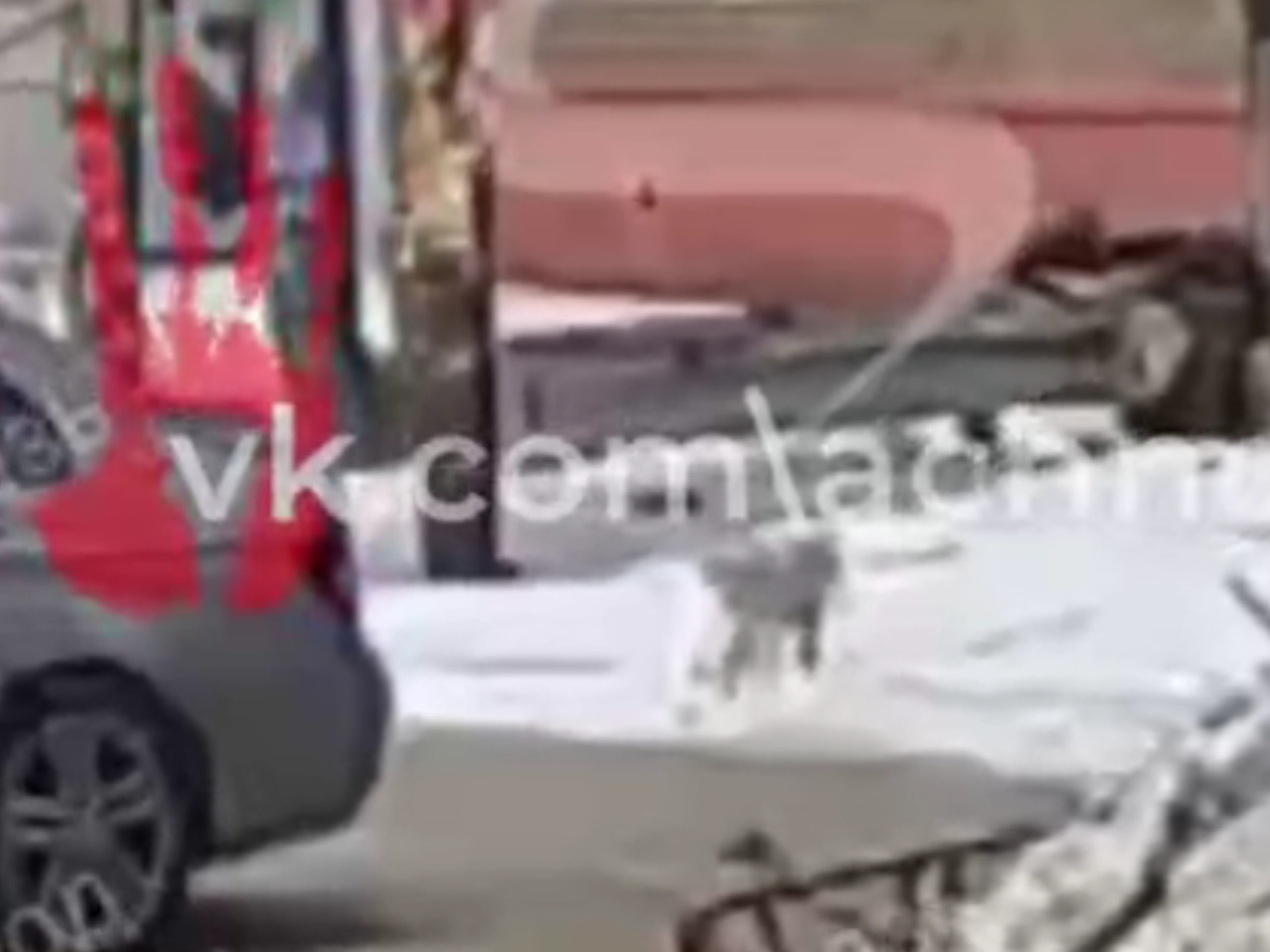 "Таксист сбил мою любимую собаку!"