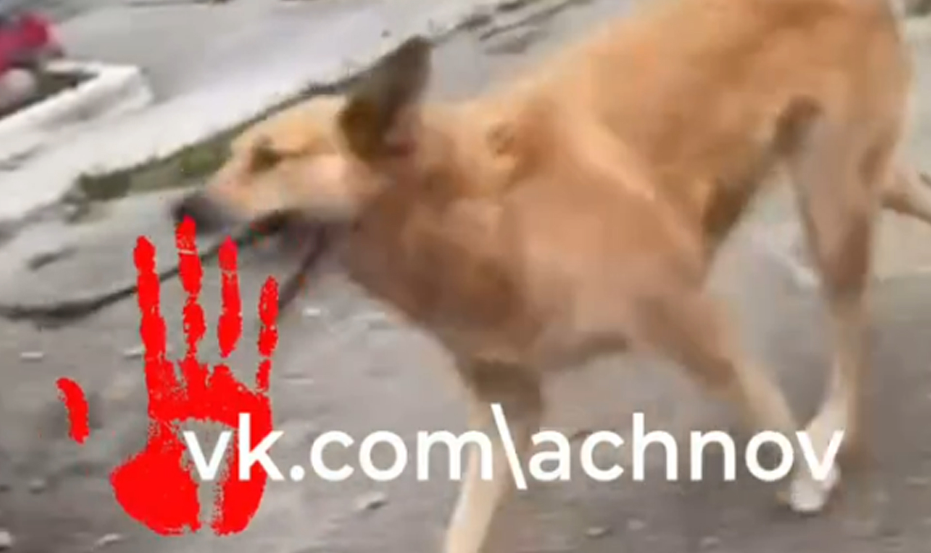 «Резко покрылась пятнами и умерла»