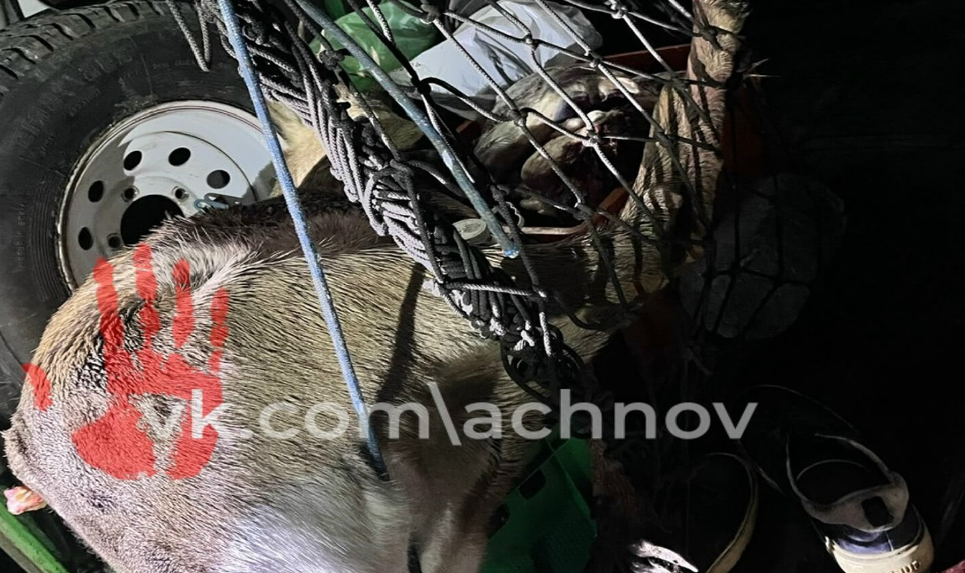 Незаконная охота: магнитогорец отстрелял шесть косуль