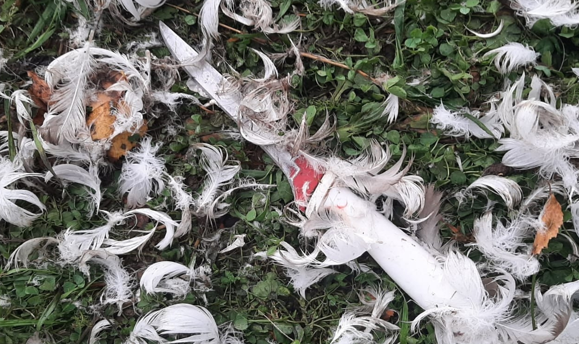 Убил и съел!