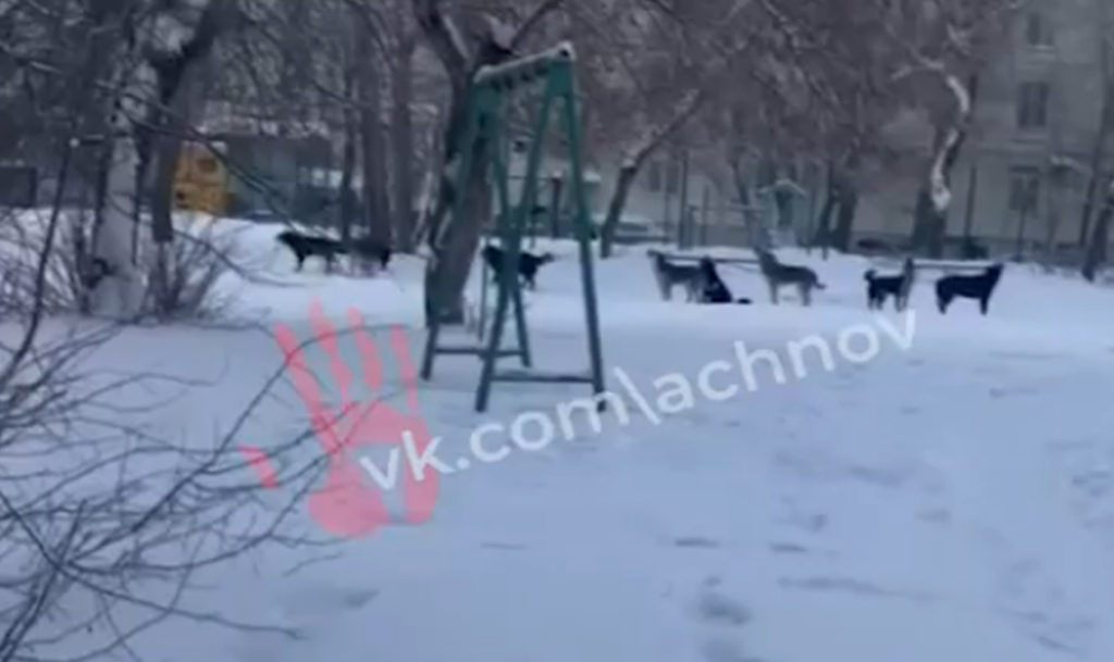 На ЧМЗ огромная бродячая свора перепугала женщину с собакой