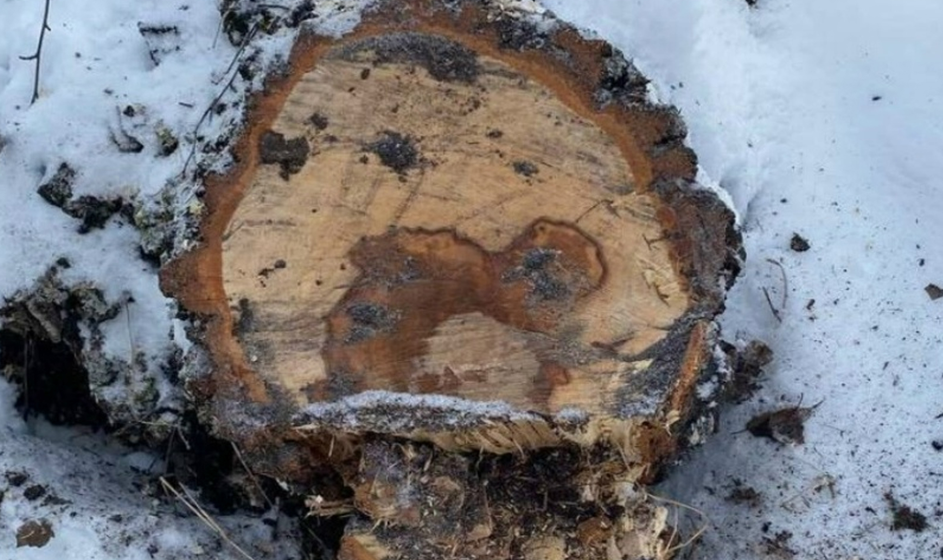 Дамочка из Кизильского района попала под статью за спил березы под покровом ночи!