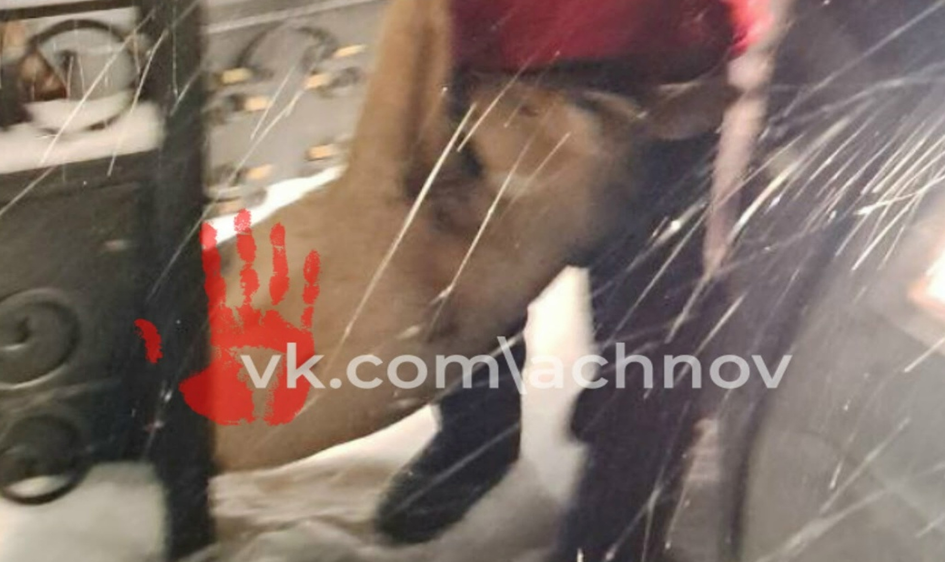 Застряла в заборе! Пожарные освободили косулю