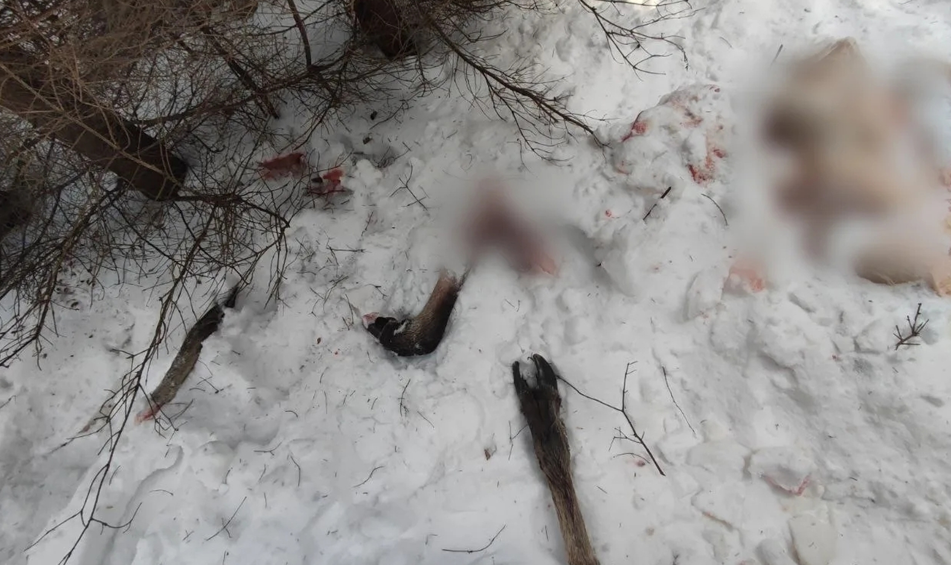 У него нашли нож и одежду со следами крови!