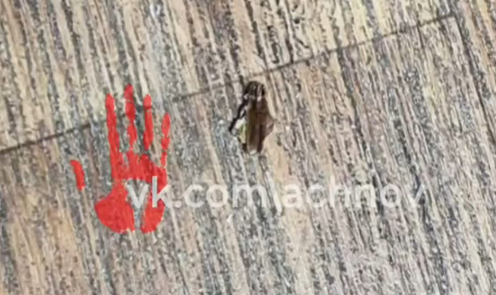 Добегались! Тараканы в общаге челябинского колледжа подвели под статью директора