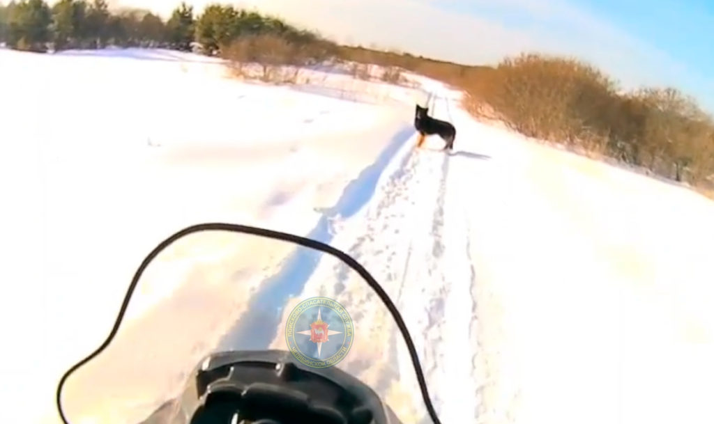 Одинокая собака переполошила жителей поселка Малково