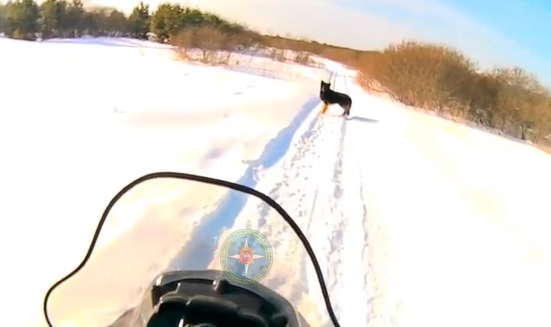 Одинокая собака переполошила жителей поселка Малково