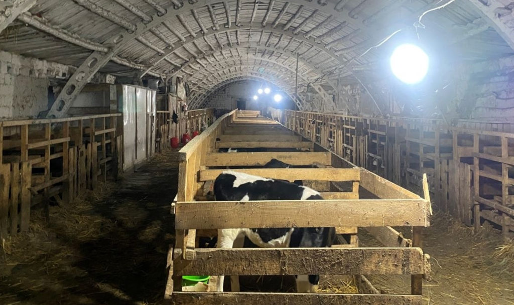 Телята чуть не стали жертвой хищения