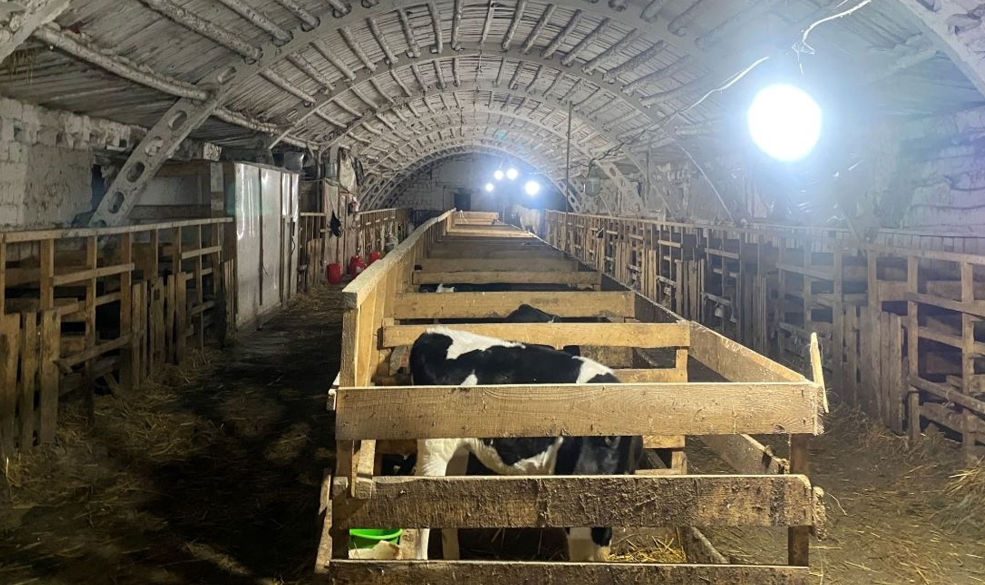 Телята чуть не стали жертвой хищения