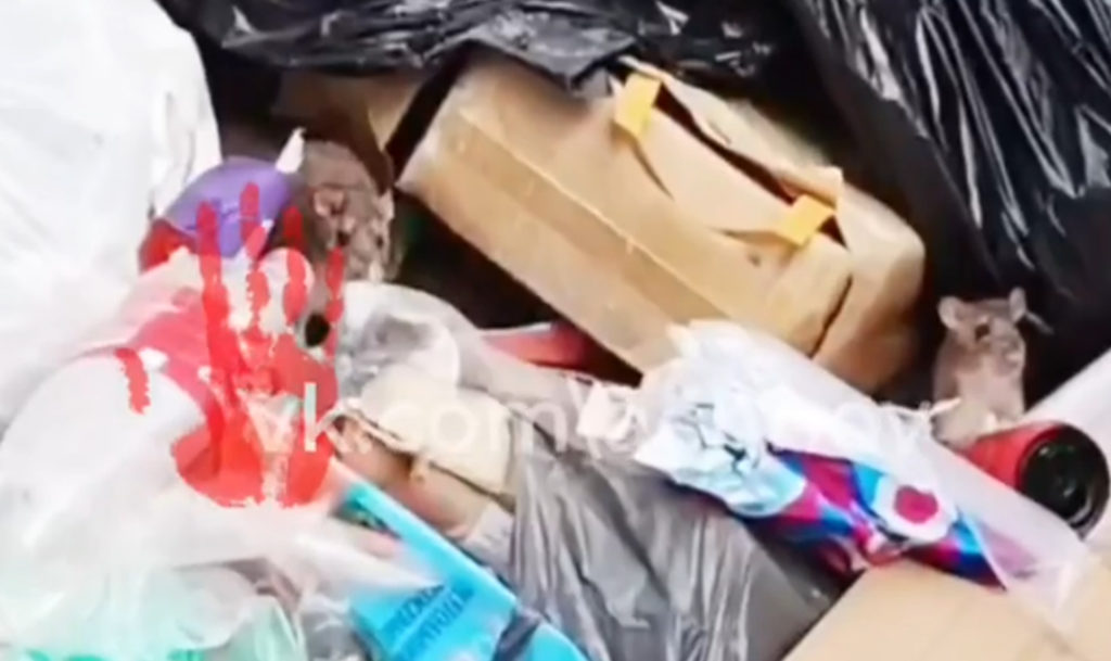 Один из жилых дворов Челябинска оккупировали крысы