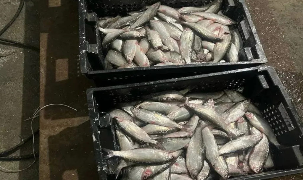 В Кунашаке осудили мужчин, которые воровали улов у местного рыбного комплекса