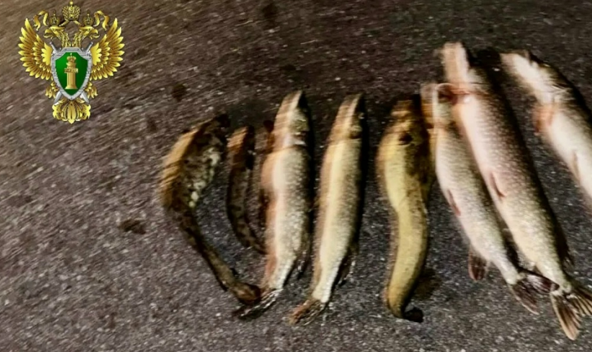 Двух жителей Сатки будут судить за ловлю рыбы незаконным способом в заповеднике Зюраткуль