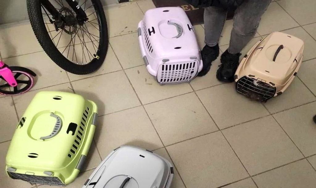 Семь хвостов и бетонные стены: как в Челябинске выселяли должницу, бросившую кошек