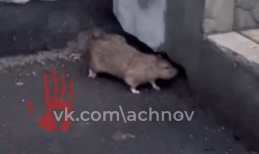 Они размером с кошку! Жирные крысы облюбовали жилой дом в Челябинске