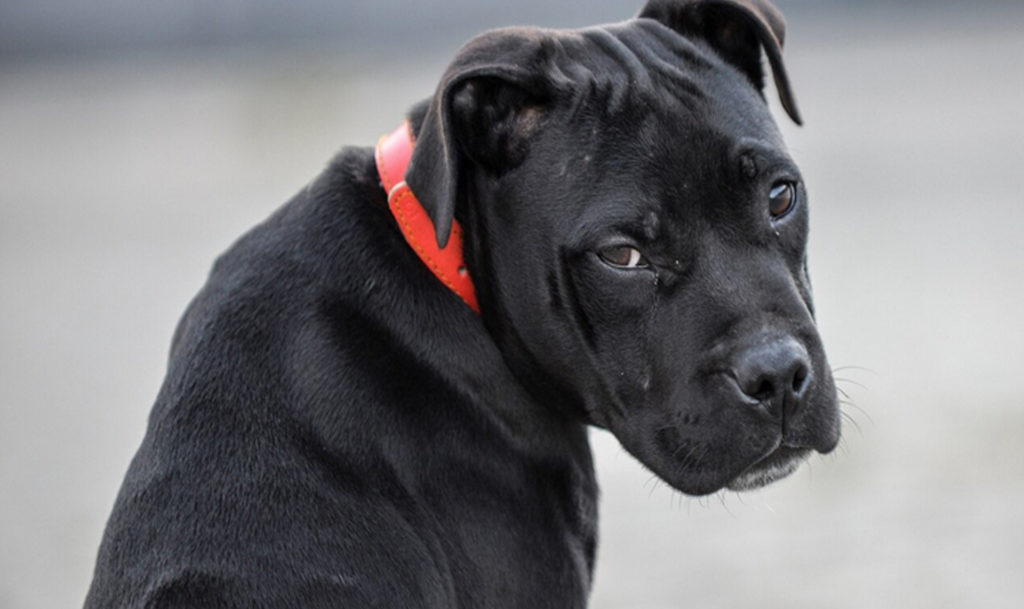 В Усть-Катаве мальчику, на которого напала бездомная собака, присудили компенсацию