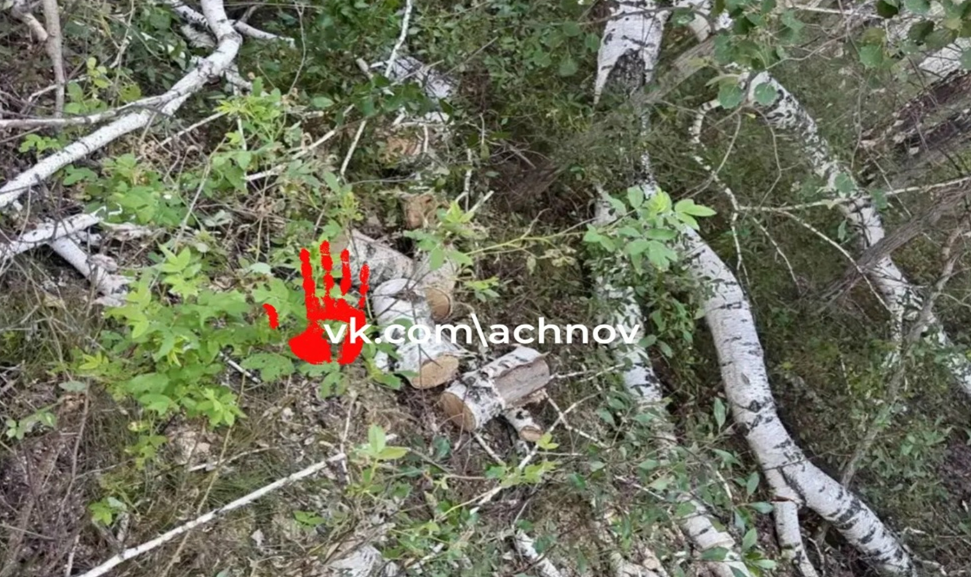 Поймали с пилой и березами: в Троицком округе пресекли незаконную рубку